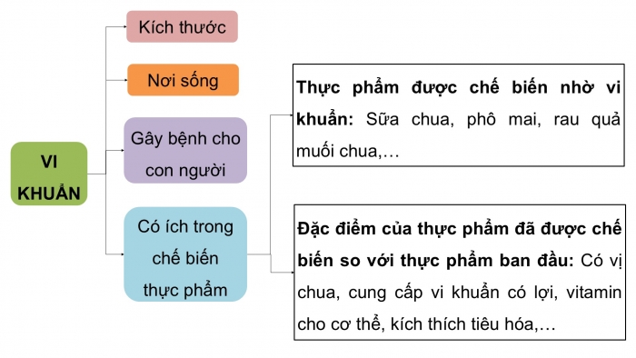 Giáo án điện tử Khoa học 5 cánh diều Bài Ôn tập chủ đề Vi khuẩn