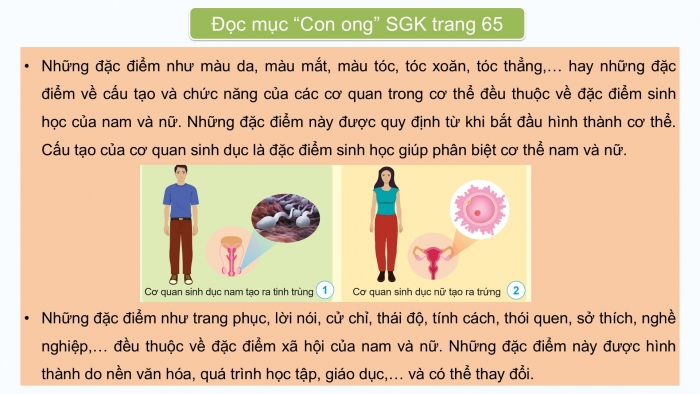 Giáo án điện tử Khoa học 5 cánh diều Bài 14: Nam và nữ