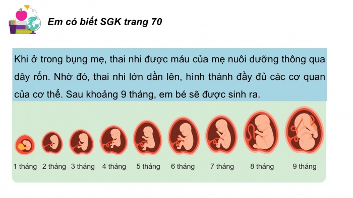 Giáo án điện tử Khoa học 5 cánh diều Bài 15: Sự sinh sản ở người