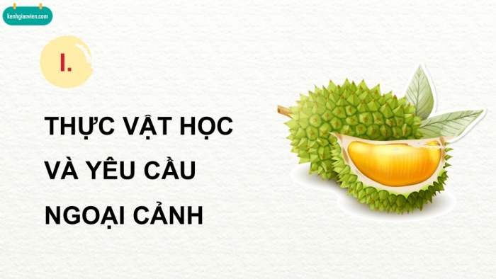 Giáo án điện tử Công nghệ 9 Trồng cây ăn quả Kết nối Bài 6: Kĩ thuật trồng và chăm sóc cây sầu riêng