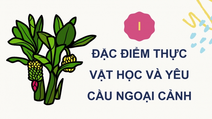 Giáo án điện tử Công nghệ 9 Trồng cây ăn quả Kết nối Bài 7: Kĩ thuật trồng và chăm sóc cây chuối