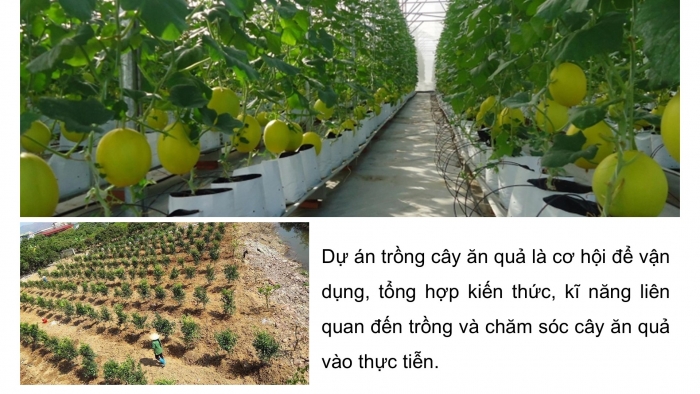 Giáo án điện tử Công nghệ 9 Trồng cây ăn quả Kết nối Bài 8: Dự án Trồng cây ăn quả