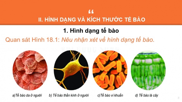 Giáo án PPT KHTN 6 kết nối Bài 18: Tế bào – Đơn vị cơ bản của sự sống