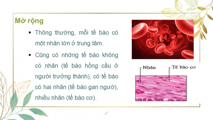 Giáo án PPT KHTN 6 kết nối Bài 19: Cấu tạo và chức năng các thành phần của tế bào