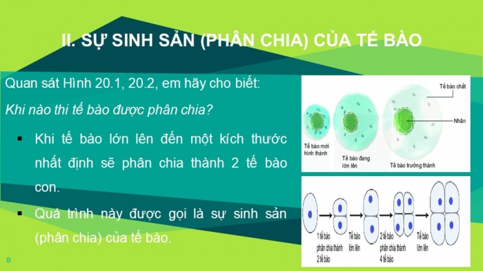 Giáo án PPT KHTN 6 kết nối Bài 20: Sự lớn lên và sinh sản của tế bào