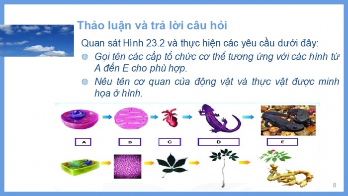 Giáo án PPT KHTN 6 kết nối Bài 23: Tổ chức cơ thể đa bào