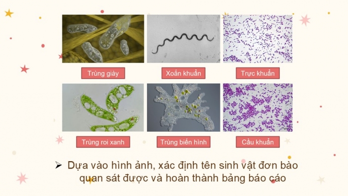 Giáo án PPT KHTN 6 kết nối Bài 24 Thực hành: Quan sát và mô tả cơ thể đơn bào, cơ thể đa bào