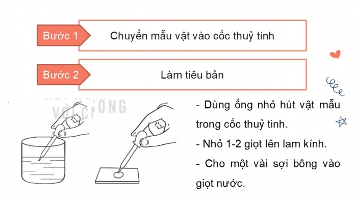 Giáo án PPT KHTN 6 kết nối Bài 31 Thực hành: Quan sát nguyên sinh vật