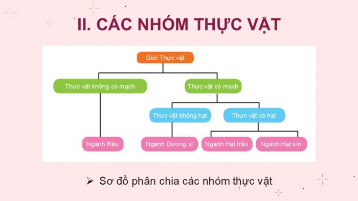 Giáo án PPT KHTN 6 kết nối Bài 34: Thực vật