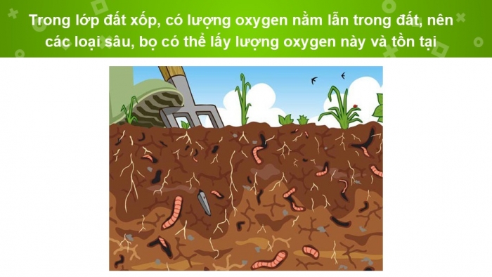 Giáo án PPT KHTN 6 kết nối Bài 11: Oxygen. Không khí