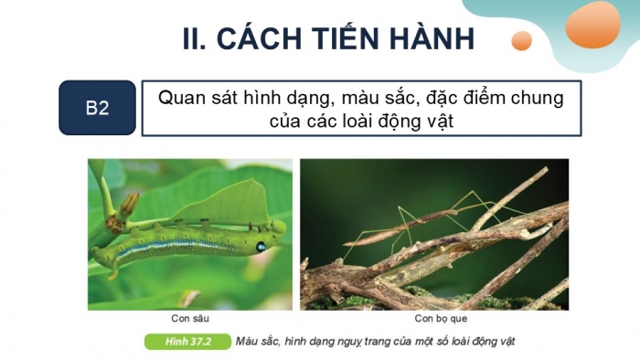 Giáo án PPT KHTN 6 kết nối Bài 37 Thực hành: Quan sát và nhận biết một số nhóm động vật ngoài thiên nhiên