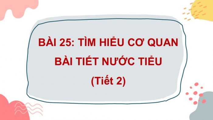 Giáo án PPT Tự nhiên và Xã hội 2 kết nối Bài 25: Tìm hiểu cơ quan bài tiết nước tiểu