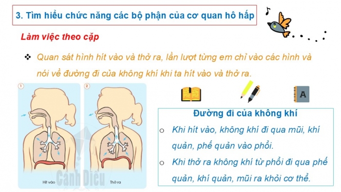 Giáo án PPT Tự nhiên và Xã hội 2 cánh diều Bài 16: Cơ quan hô hấp