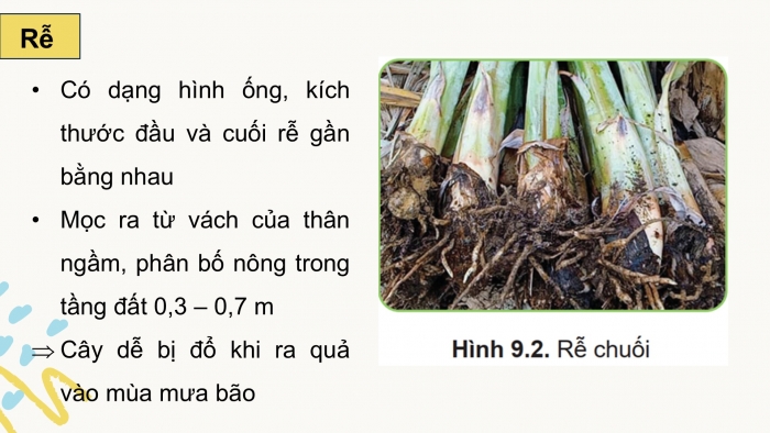 Giáo án điện tử Công nghệ 9 Trồng cây ăn quả Cánh diều Bài 9: Kĩ thuật trồng và chăm sóc cây chuối