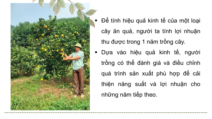 Giáo án điện tử Công nghệ 9 Trồng cây ăn quả Cánh diều Bài 11: Tính chi phí và hiệu quả của việc trồng cây ăn quả