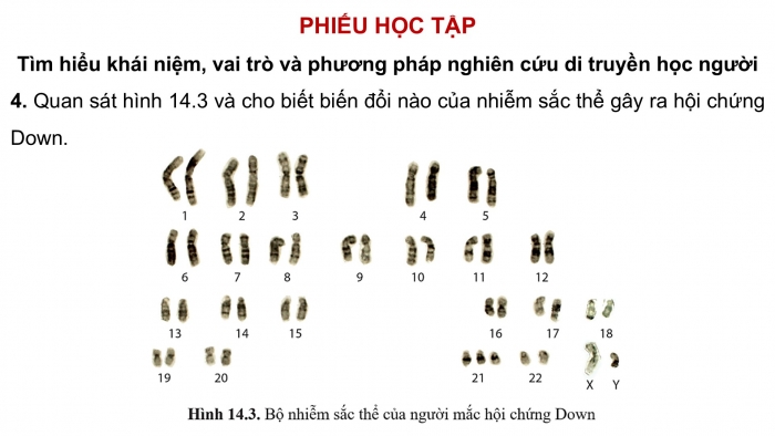 Giáo án điện tử Sinh học 12 cánh diều Bài 14: Di truyền học người