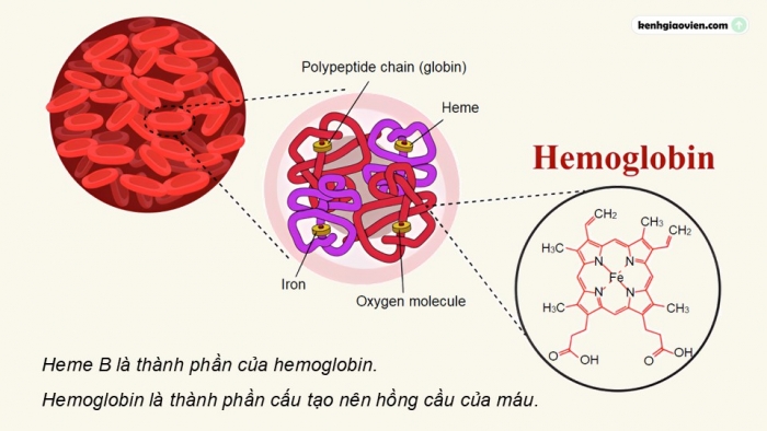 Giáo án điện tử chuyên đề Hoá học 12 kết nối Bài 9: Vai trò và ứng dụng của phức chất