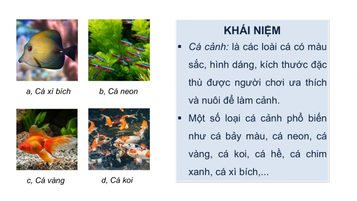 Giáo án điện tử chuyên đề Công nghệ 12 Lâm nghiệp Thuỷ sản Kết nối Bài 10: Giới thiệu chung về cá cảnh