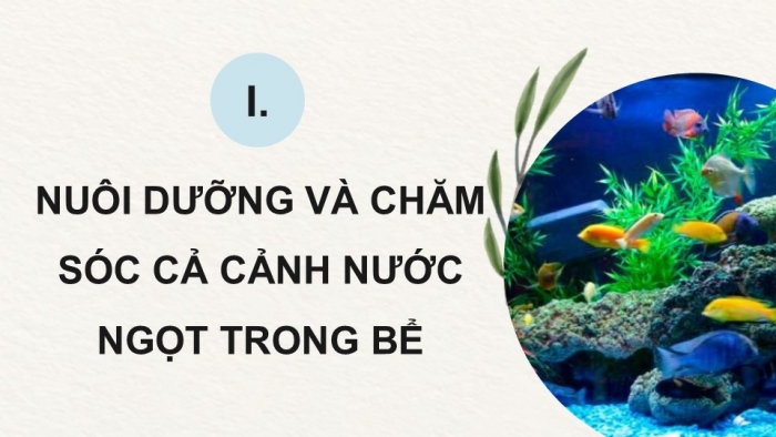 Giáo án điện tử chuyên đề Công nghệ 12 Lâm nghiệp Thuỷ sản Kết nối Bài 11: Nuôi dưỡng và chăm sóc cá cảnh nước ngọt