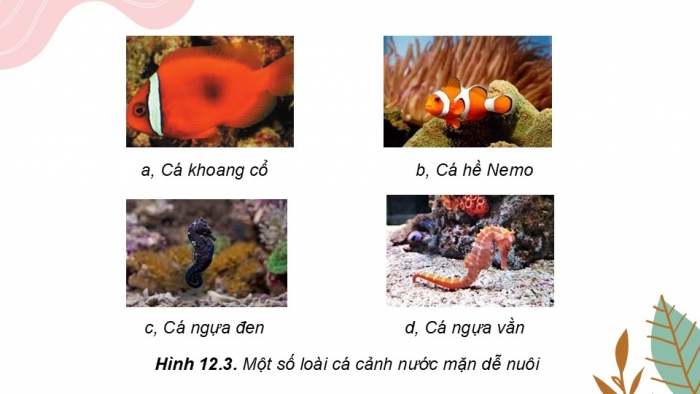 Giáo án điện tử chuyên đề Công nghệ 12 Lâm nghiệp Thuỷ sản Kết nối Bài 12: Nuôi dưỡng và chăm sóc cá cảnh nước mặn