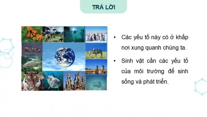 Giáo án điện tử Khoa học 5 kết nối Bài 28: Chức năng của môi trường đối với sinh vật