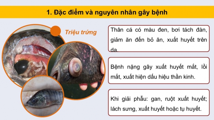 Giáo án điện tử Công nghệ 12 Lâm nghiệp - Thủy sản Kết nối Bài 24: Một số bệnh thủy sản phổ biến và biện pháp phòng, trị