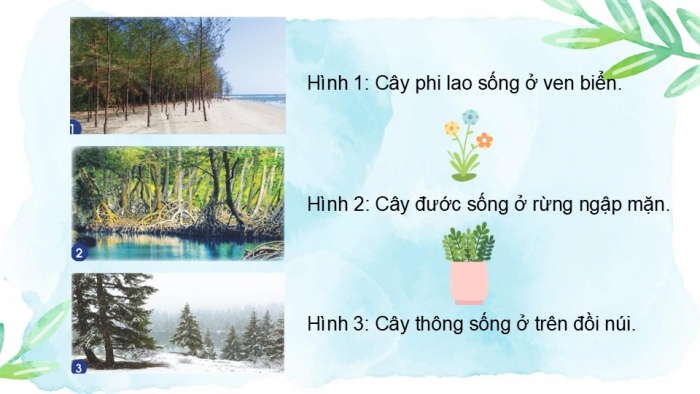 Giáo án PPT Tự nhiên và Xã hội 2 chân trời Bài 14: Thực vật sống ở đâu?