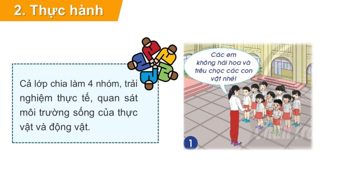 Giáo án PPT Tự nhiên và Xã hội 2 chân trời Bài 17: Thực hành tìm hiểu môi trường sống của thực vật và động vật