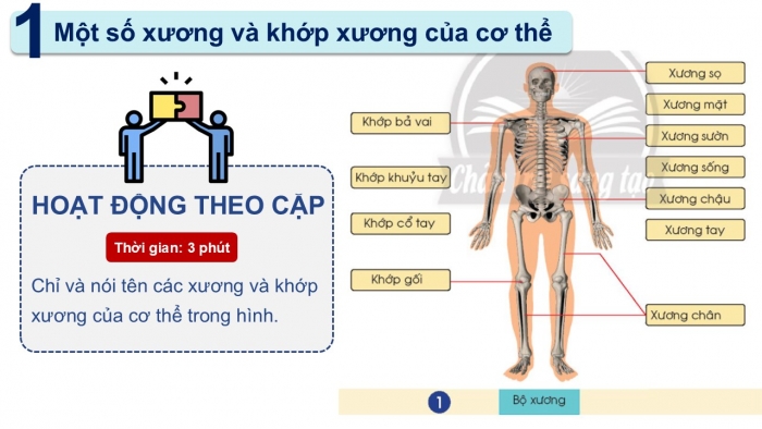 Giáo án PPT Tự nhiên và Xã hội 2 chân trời Bài 19: Cơ quan vận động