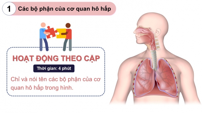 Giáo án PPT Tự nhiên và Xã hội 2 chân trời Bài 21: Cơ quan hô hấp