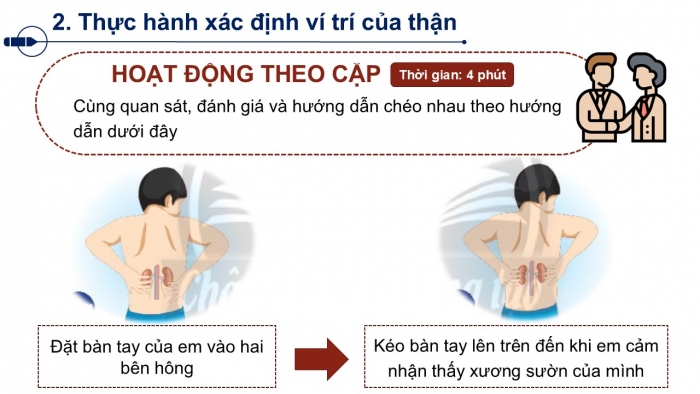 Giáo án PPT Tự nhiên và Xã hội 2 chân trời Bài 23: Cơ quan bài tiết nước tiểu