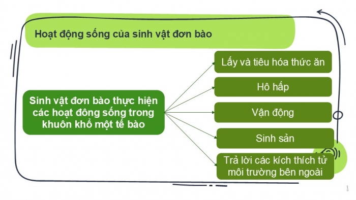 Giáo án PPT KHTN 6 cánh diều Bài 13: Từ tế bào đến cơ thể