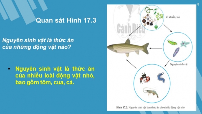 Giáo án PPT KHTN 6 cánh diều Bài 17: Đa dạng nguyên sinh vật