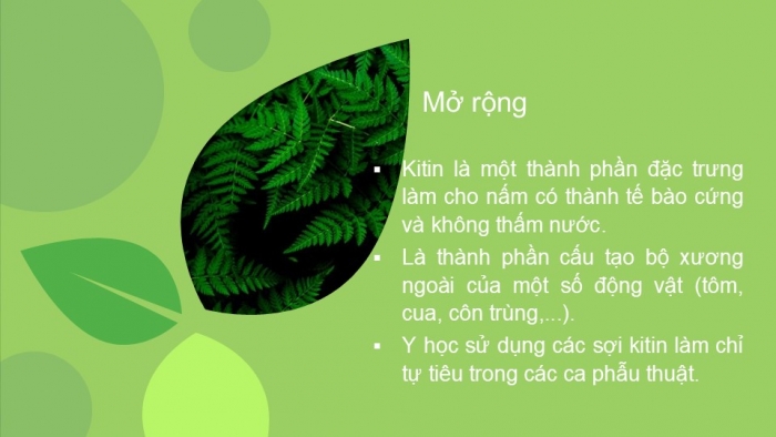 Giáo án PPT KHTN 6 cánh diều Bài 18: Đa dạng nấm