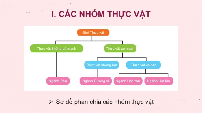 Giáo án PPT KHTN 6 cánh diều Bài 19: Đa dạng thực vật