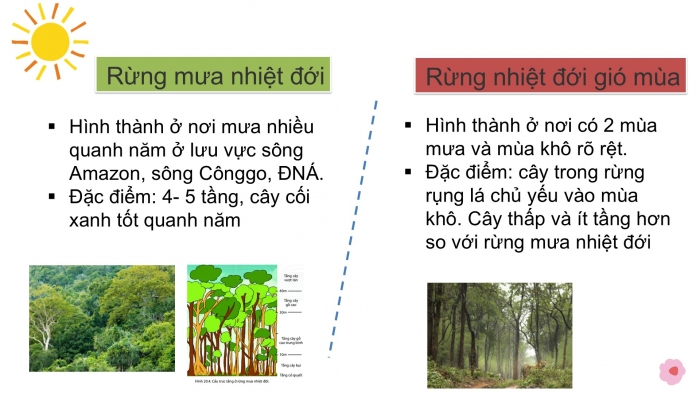 Giáo án PPT Địa lí 6 kết nối Bài 24: Rừng nhiệt đới