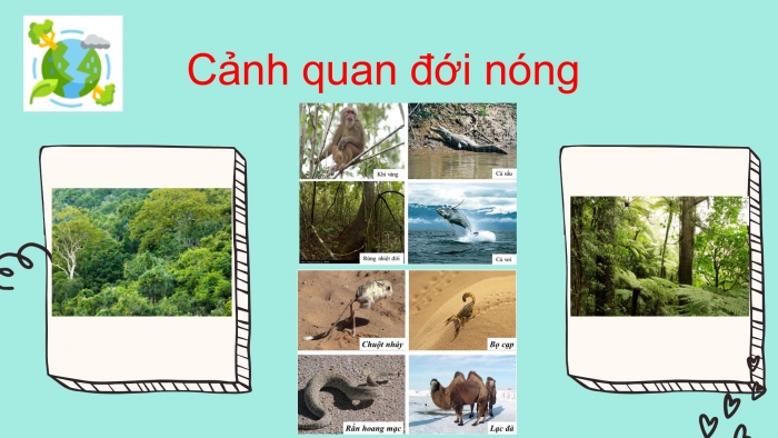 Giáo án PPT Địa lí 6 kết nối Bài 25: Sự phân bố các đới thiên nhiên trên Trái Đất