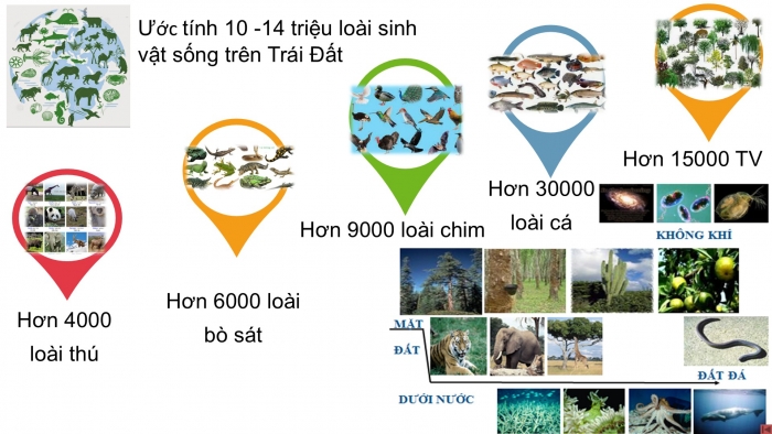 Giáo án PPT Địa lí 6 cánh diều Bài 22: Sự đa dạng của thế giới sinh vật. Các đới thiên nhiên trên Trái Đất. Rừng nhiệt đới