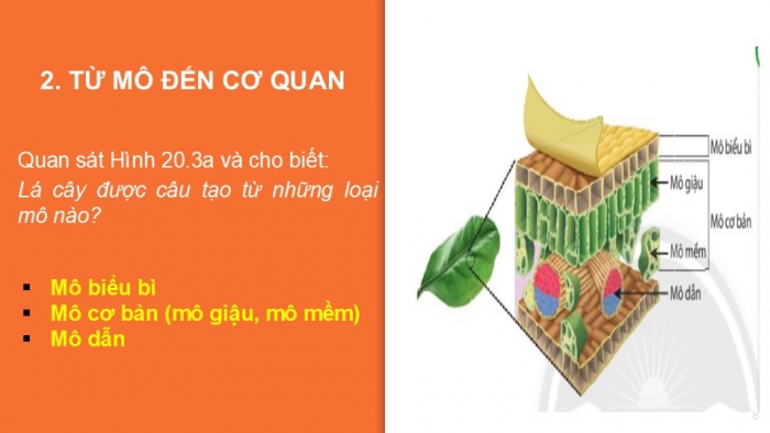 Giáo án PPT KHTN 6 chân trời Bài 20: Các cấp độ tổ chức trong cơ thể đa bào