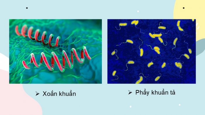 Giáo án PPT KHTN 6 chân trời Bài 25: Vi khuẩn