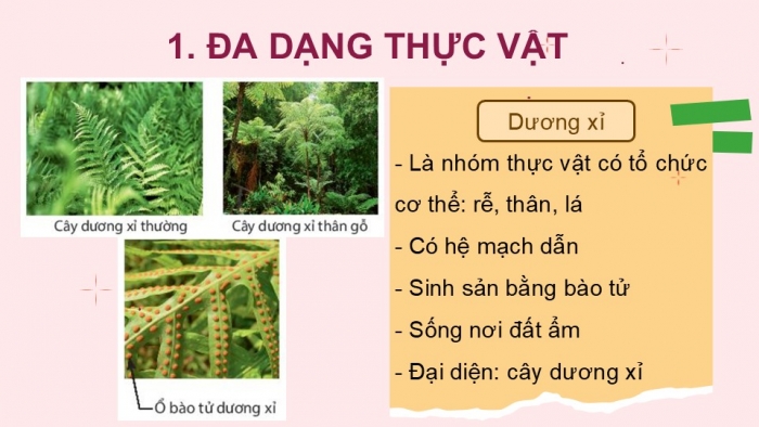 Giáo án PPT KHTN 6 chân trời Bài 29: Thực vật