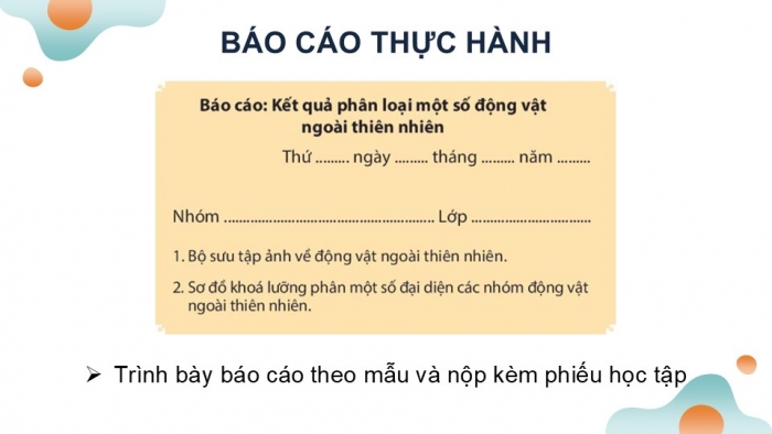 Giáo án PPT KHTN 6 chân trời Bài 32: Thực hành quan sát và phân loại động vật ngoài thiên nhiên