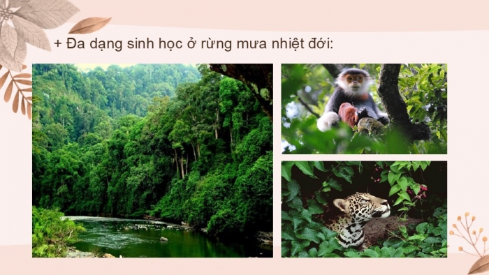 Giáo án PPT KHTN 6 chân trời Bài 33: Đa dạng sinh học