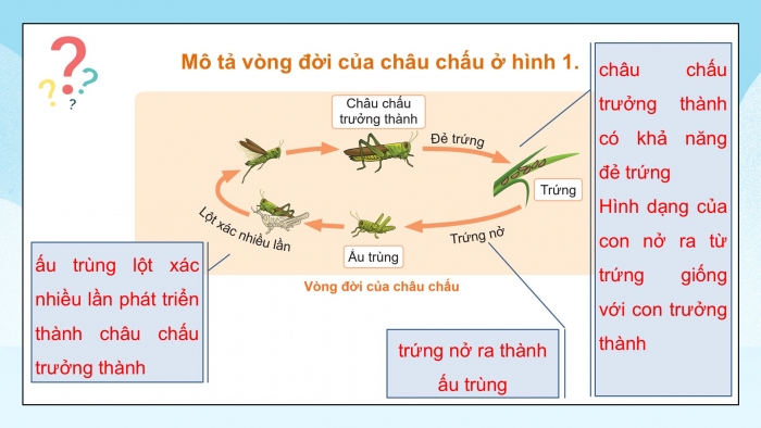 Giáo án điện tử Khoa học 5 cánh diều Bài 11: Vòng đời của động vật đẻ trứng và động vật đẻ con