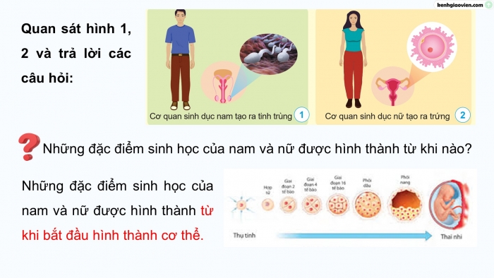 Giáo án điện tử Khoa học 5 cánh diều Bài 14: Nam và nữ