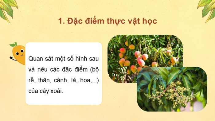 Giáo án điện tử Công nghệ 9 Trồng cây ăn quả Kết nối Bài 5: Kĩ thuật trồng và chăm sóc cây xoài