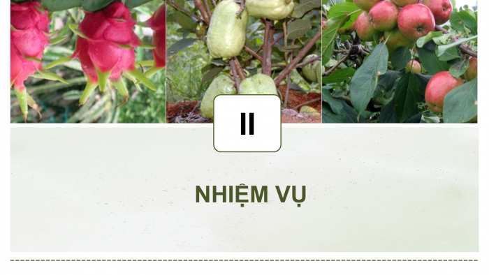 Giáo án điện tử Công nghệ 9 Trồng cây ăn quả Kết nối Bài 8: Dự án Trồng cây ăn quả