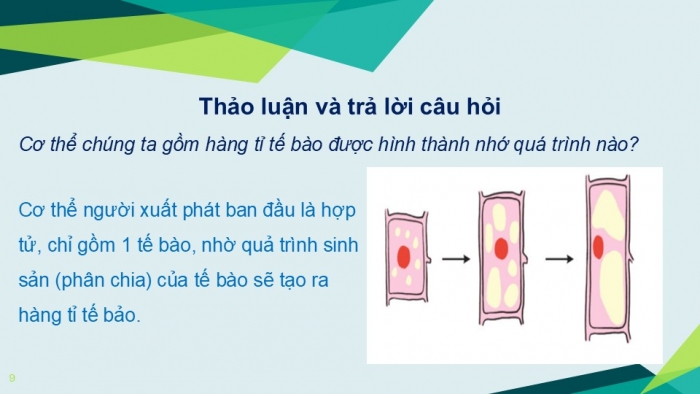 Giáo án PPT KHTN 6 kết nối Bài 20: Sự lớn lên và sinh sản của tế bào