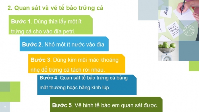 Giáo án PPT KHTN 6 kết nối Bài 21 Thực hành: Quan sát và phân biệt một số loại tế bào