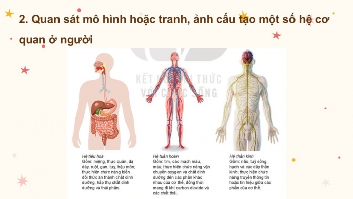 Giáo án PPT KHTN 6 kết nối Bài 24 Thực hành: Quan sát và mô tả cơ thể đơn bào, cơ thể đa bào